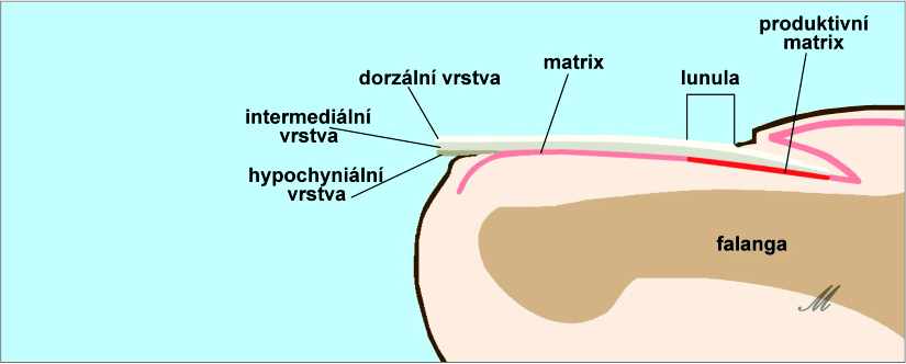 VŠETKO O NECHTOCH